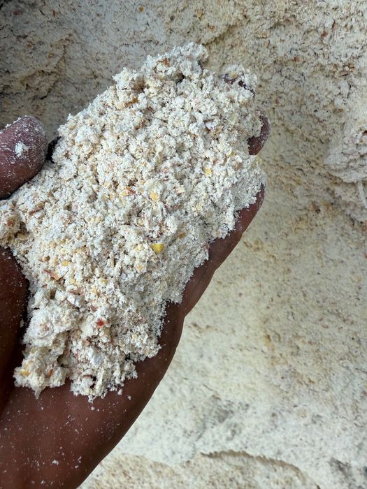 Kukurydza kiszona ccm