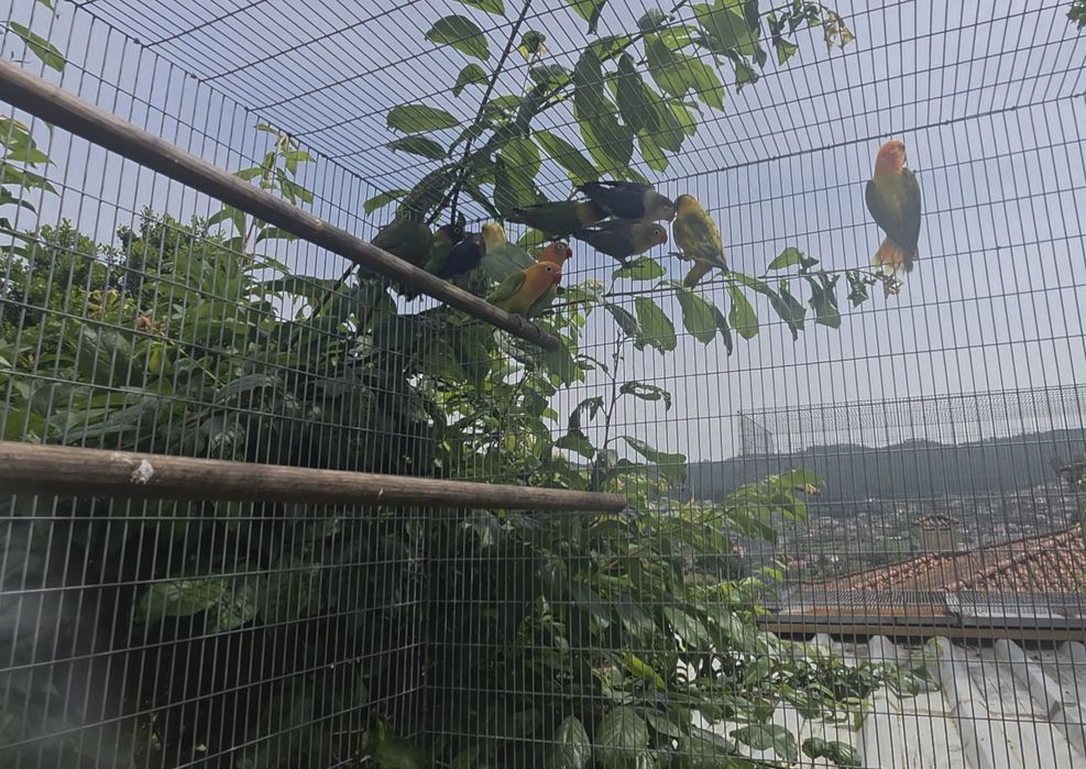 Agapornis fischeri e personatas