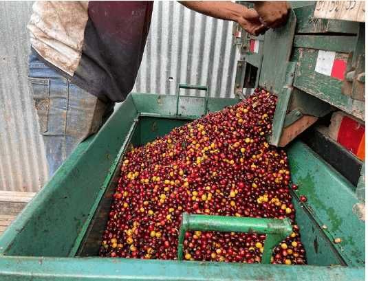 Original! 100% Арабика Эфиопия Yirgacheffe грейд 2 Кофе в зернах 1кг.