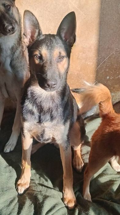 Віддам в дар собаку