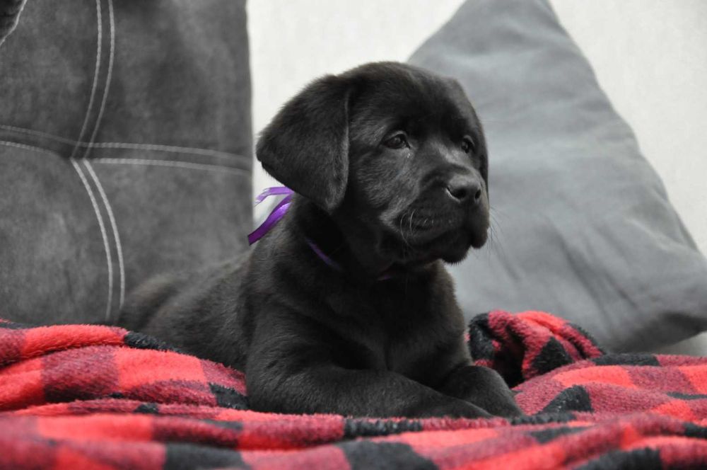 Лабрадори від KIRA-DOG шукають своїх господарів