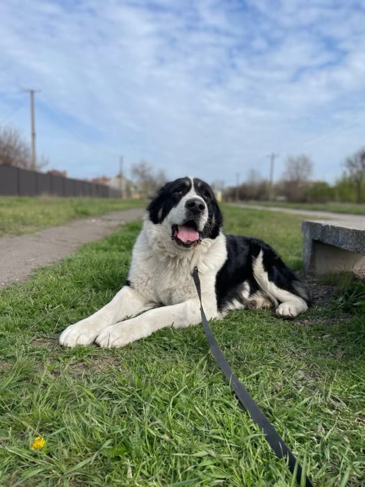 Алабай ксу, резерв