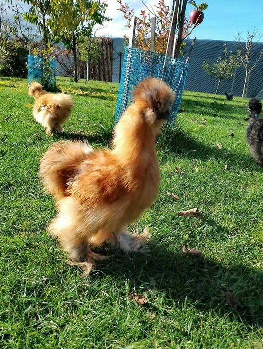 Sprzedam młode koguty