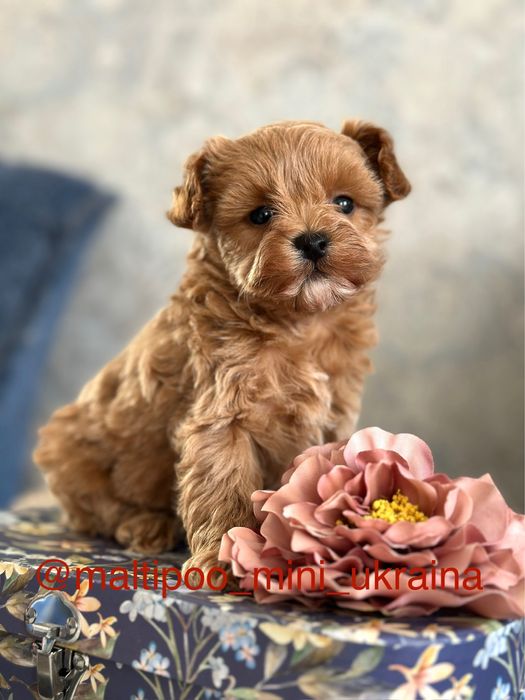 Розкішні мальтіпу мікро і міні