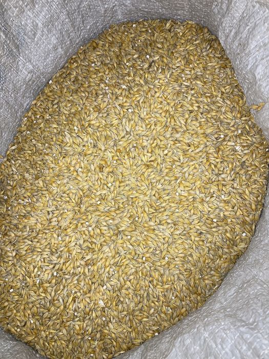 Ячмінь ярий СТОУК