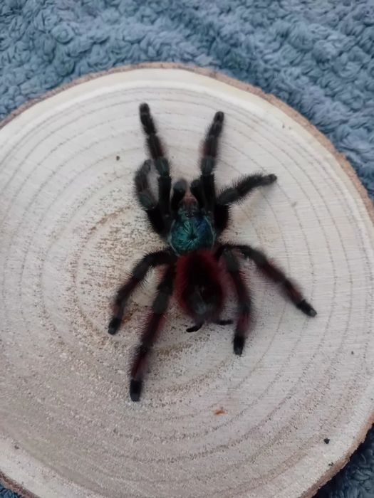 Caribena Versicolor