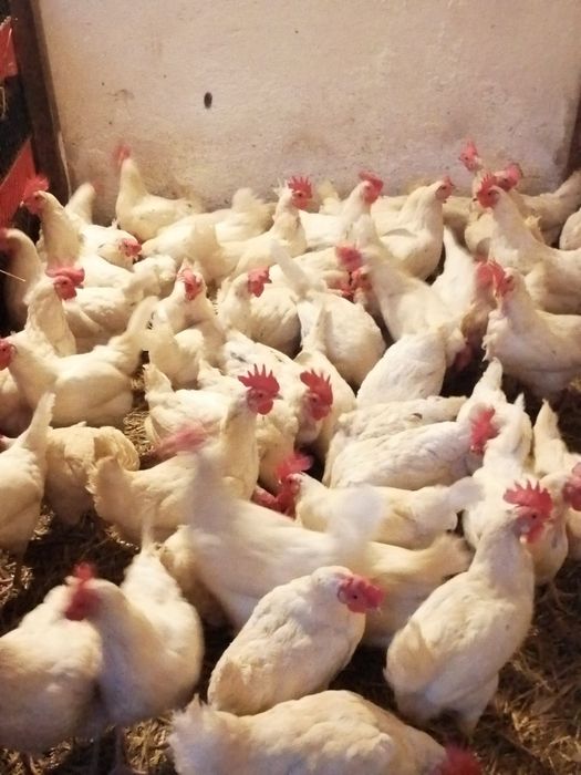 Sprzedam kury nioski leghorn roczne