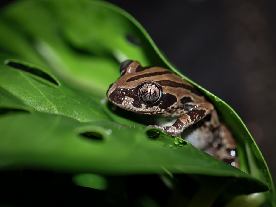Kassina senegalensis, nietypowa żaba nie rzekotka