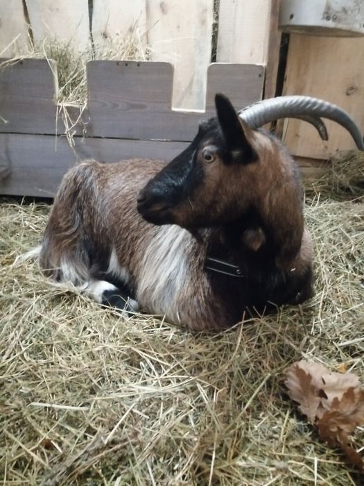 Коза не кітна 1000 грн