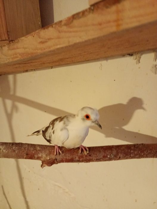 Gołąbek diamentowy