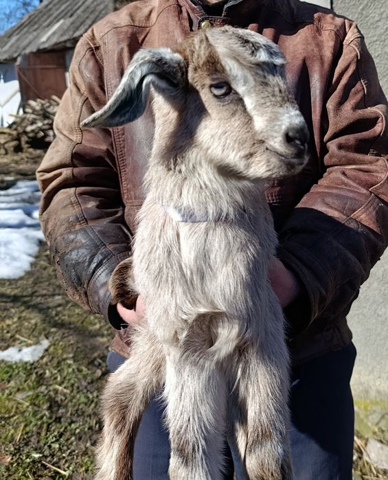 Кози, козички, козлики