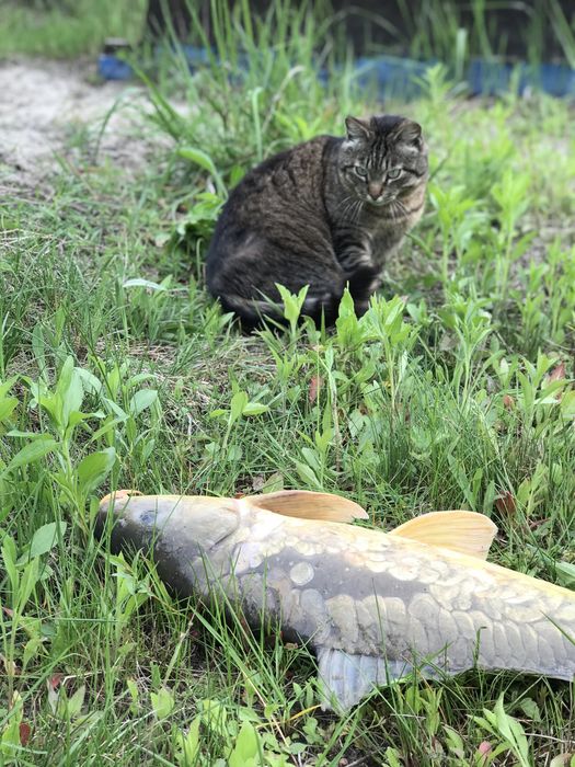 Дом в лесу на озере с камином под Киевом. Всегда есть свет и интернет.