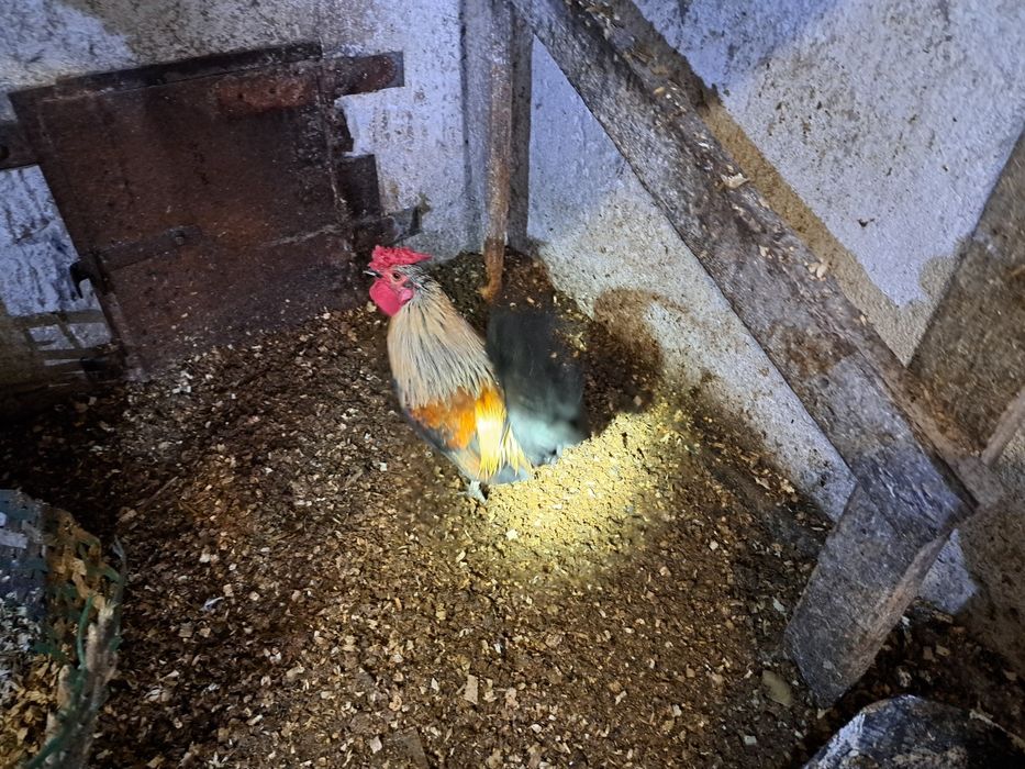 Kogutki Liliputki mini