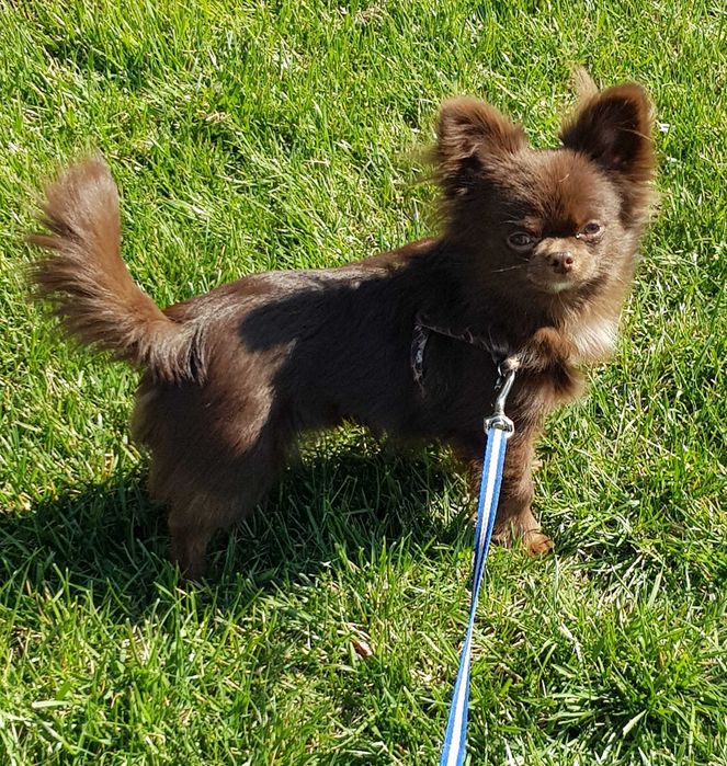 Чихуахуа, кобель для вязки