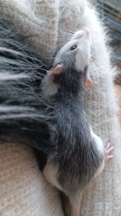 Декоративні Пацюки (щурики)