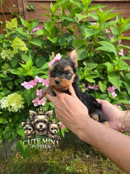 Gotowa do odbioru! Piękna dama Yorkshire terrier black and tan