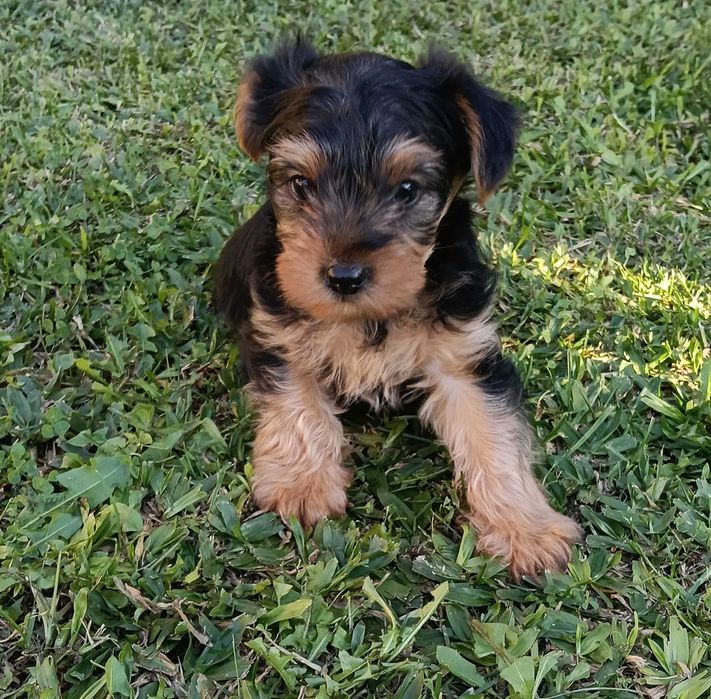 Yorkshire Terrier macho