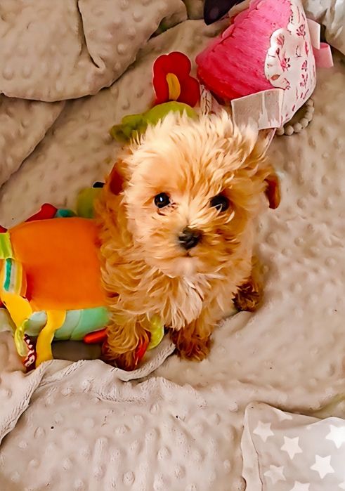 Maltipoo sunia xxs loczki