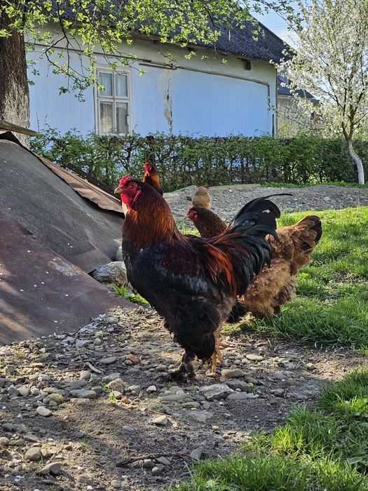 Продам півня породи Брама палева і курей