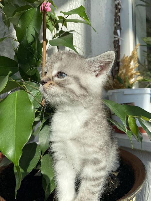 Продаються кошенята шотландці