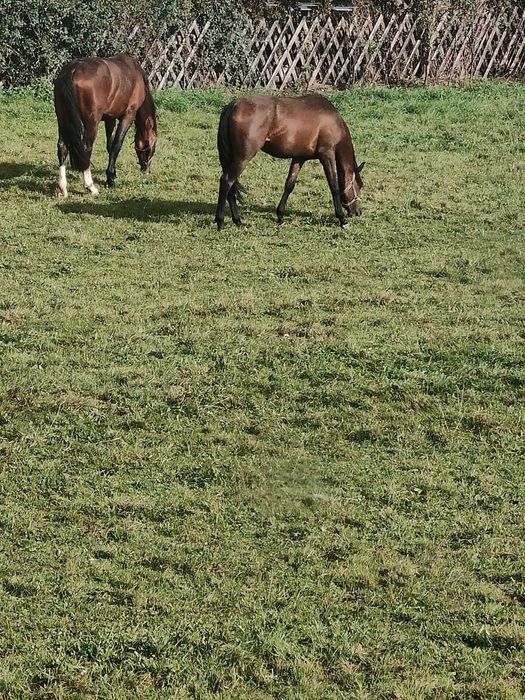 Sprzedam araba ogier