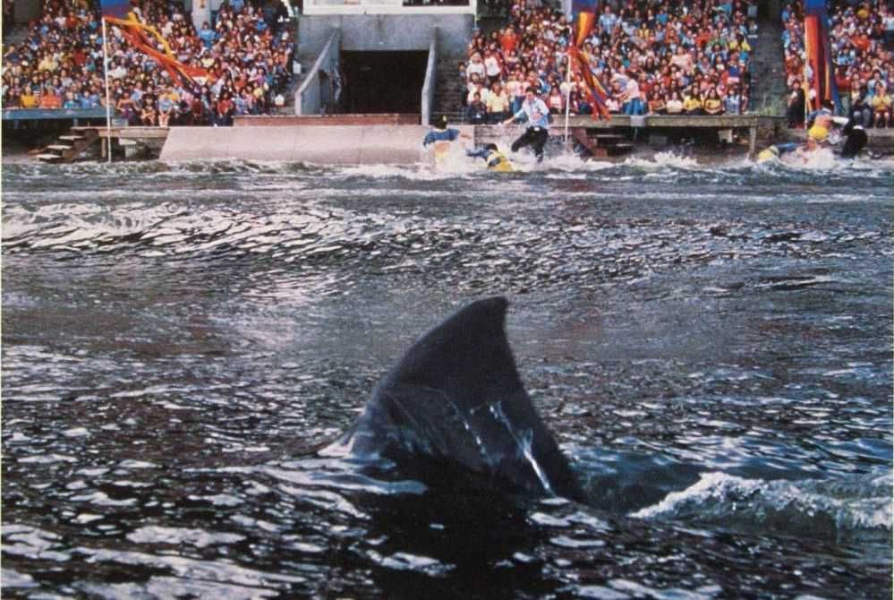 Coleção TUBARÃO ( II, III e IV A Vingança) O Terror está de volta!