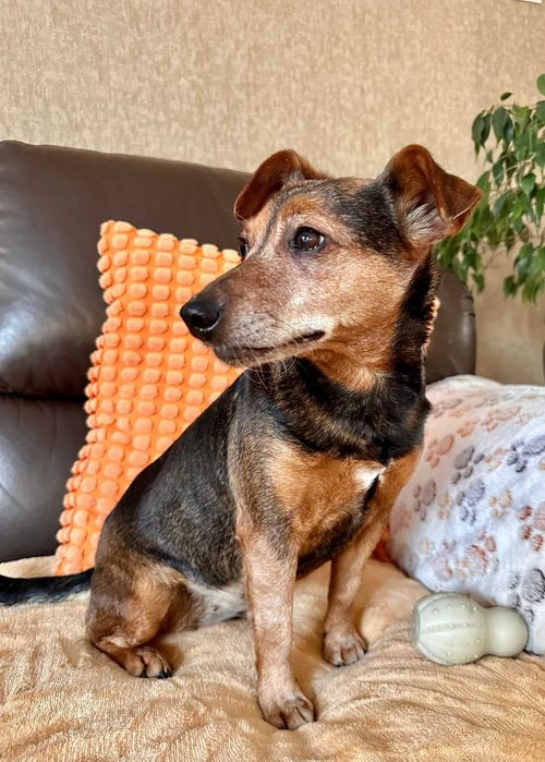 Narnia - wesoła sunia do adopcji!