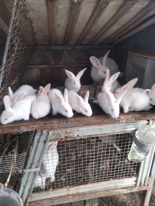 Продаю кролів Білий Панон