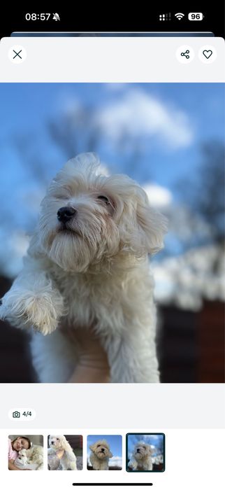 +ласкаві .мальтіпу .той-пудель+Болонка(можна ВиводитиНа двір)