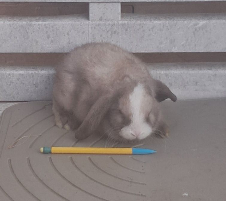 Coelhinhos anões disponíveis várias raças