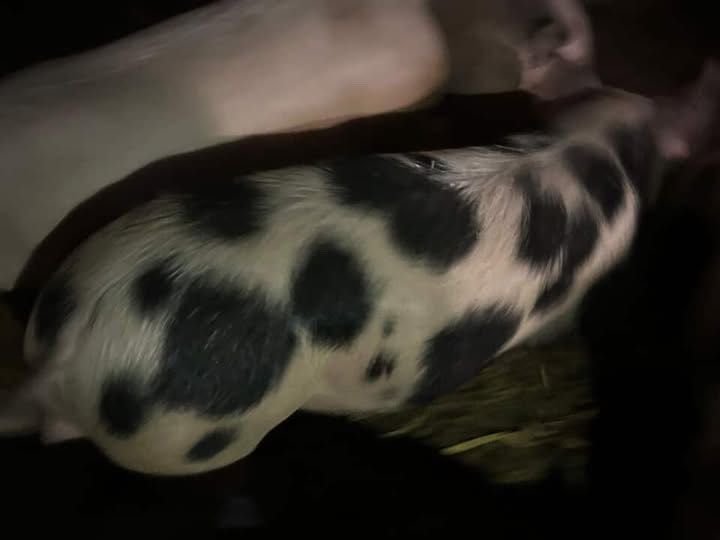 Свині мʼясні  Миколаївська обл