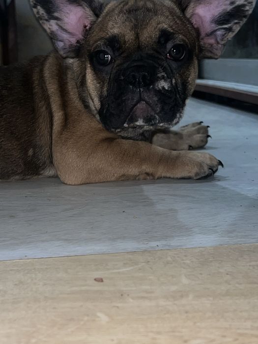 Фрацуский бульдог мерле