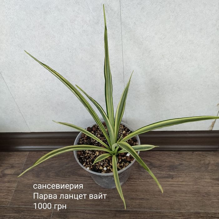 сансевиерия Aethiopica blue