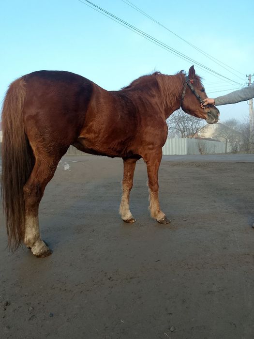 Продається кобила!