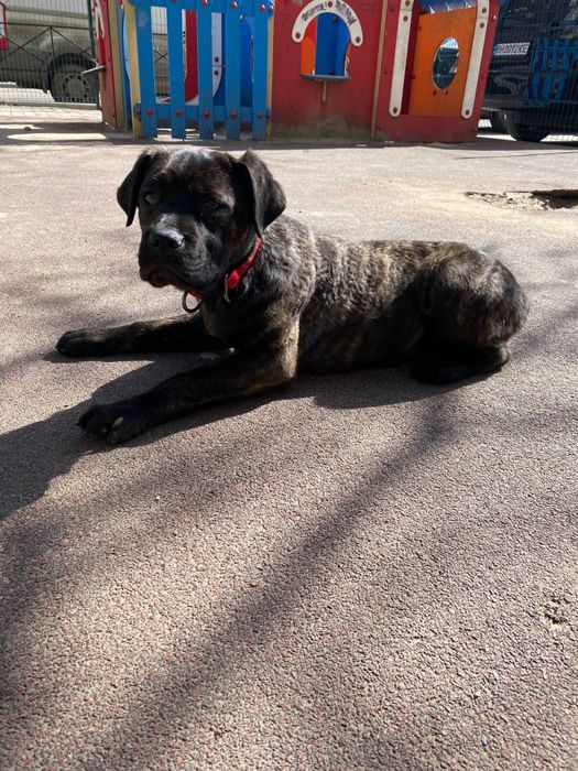 Продам собачку кони корсса