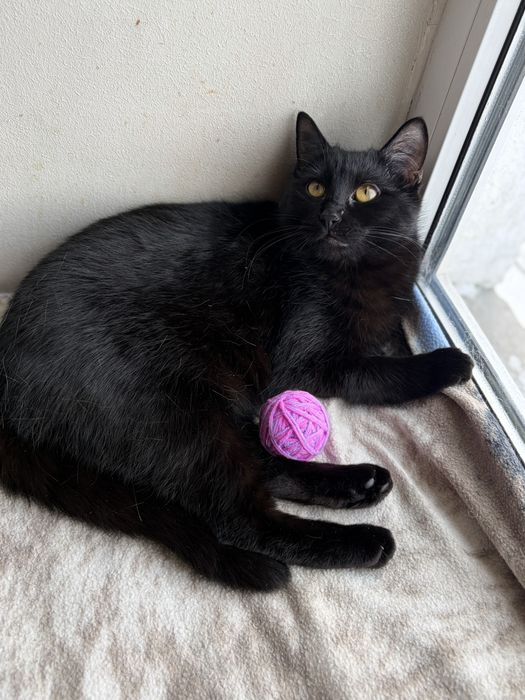 Киця, 9 місяців,шукає родину. Кішечка в добрі руки. Безкоштовно