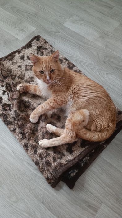 Лагіднтй кіт з імунодефіцитом шукає сім'ю