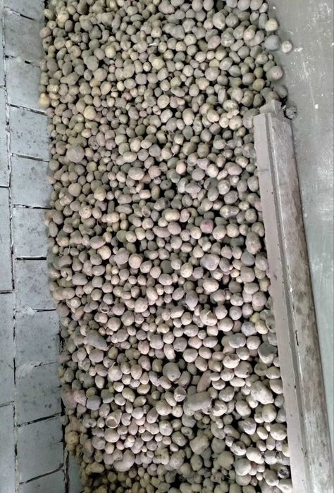 Картопля доібна/насінева