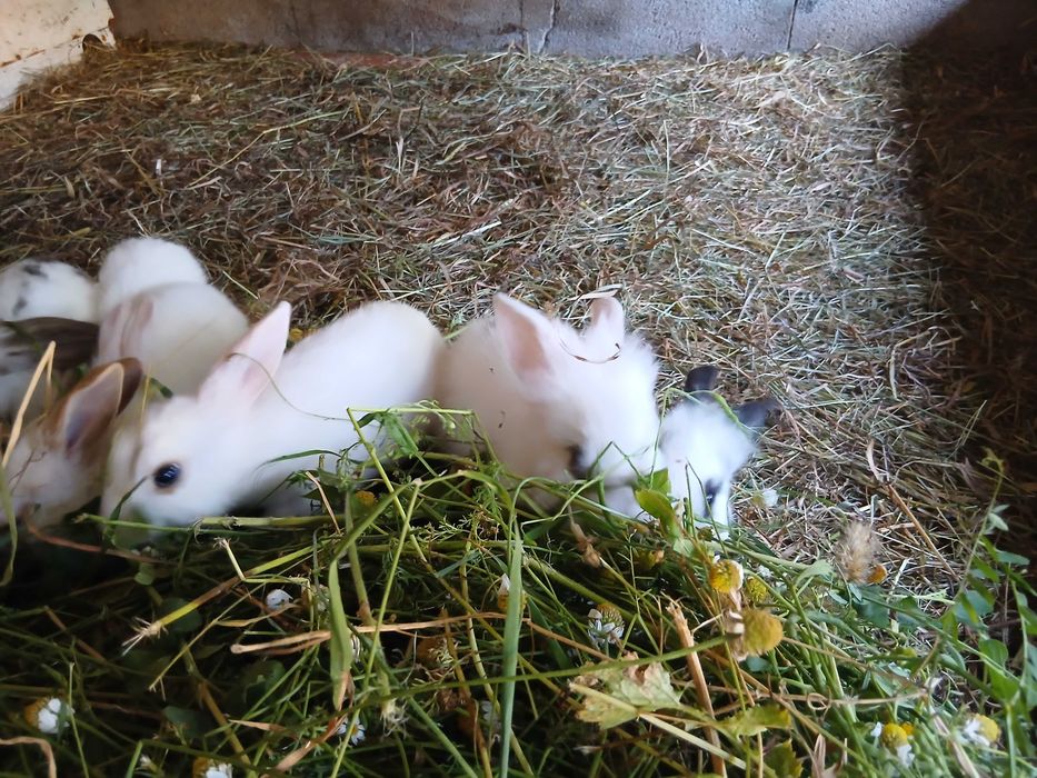Coelhos anões e cabeça de leão