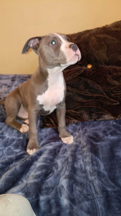 Amstaff błękitny samiec blue