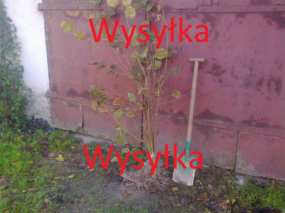 Sadzonki leszczyny leszczyna kataloński, cosford  -  WYSYŁKA