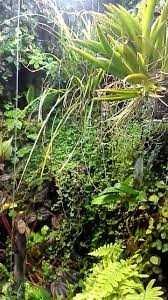 Bomba de nebulização Lucky Reptile SRN-1 Super Rain Nano