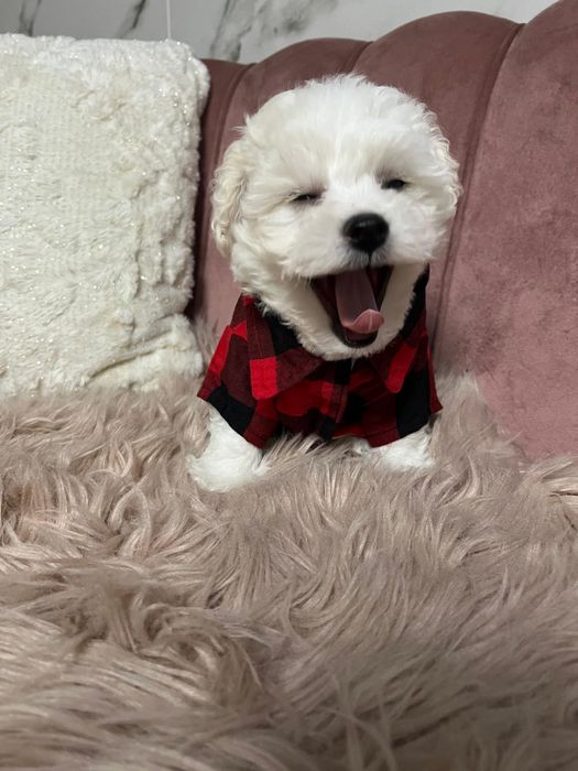Bichon Frise piesek FCI małe cudo