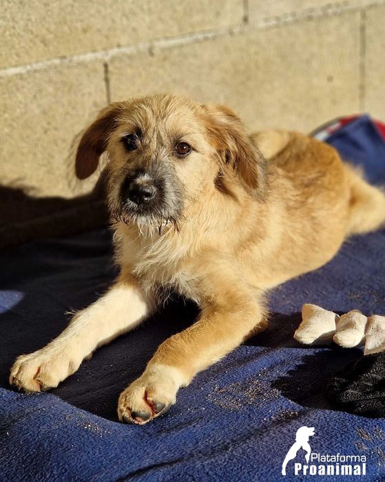 TUFINHA - Cadelinha bebe para adoção!