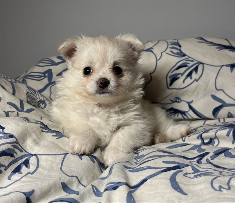 Chihuahua długowłosa