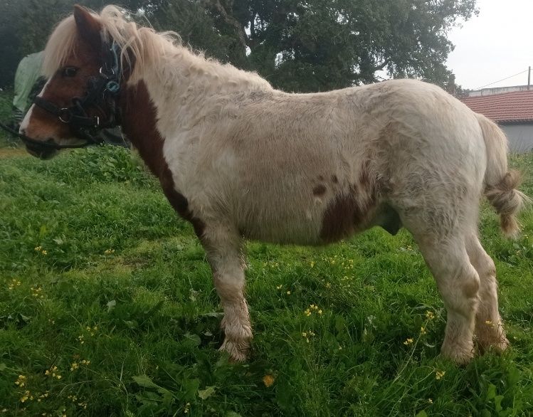 Pra venda poni com 8 anos