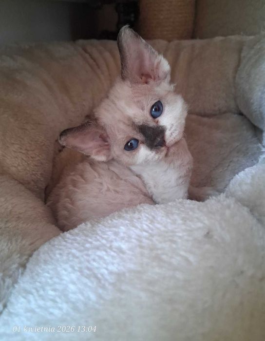 Devon rex, FPL, niebieski point