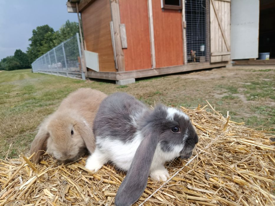 Sprzedam tanio króliki barany francuskie