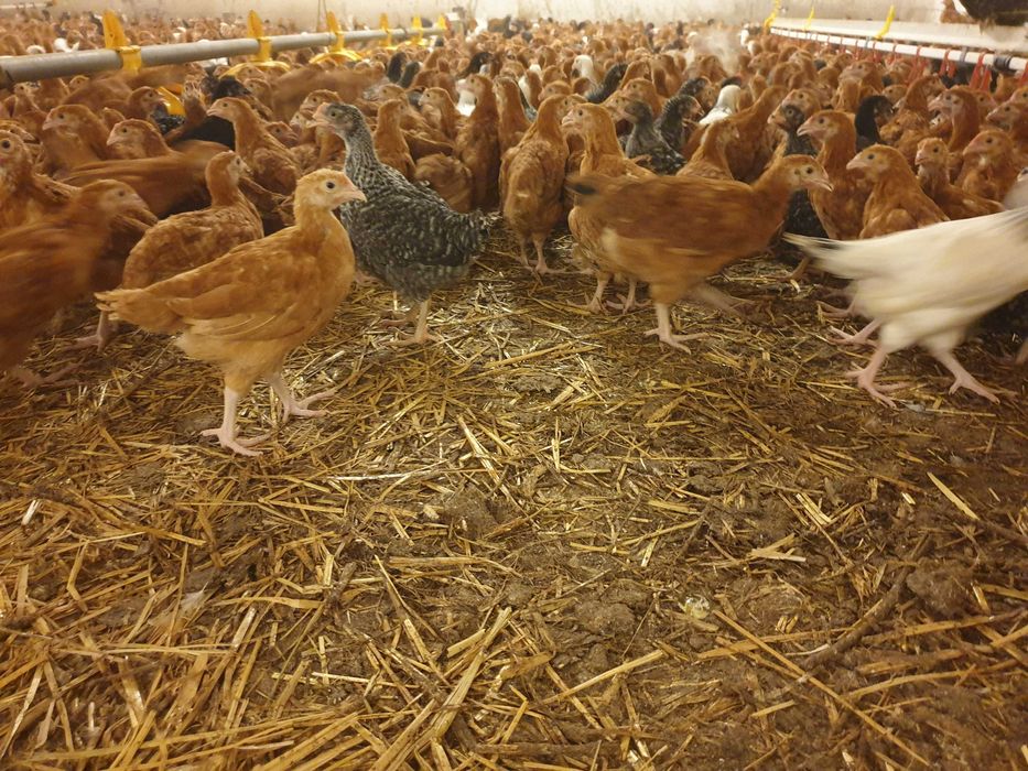 Kurki kokoszki nioski Rosa kolorowa na wybieg odchowana