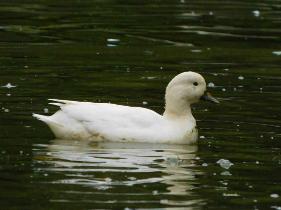 Kaczki Call Duck